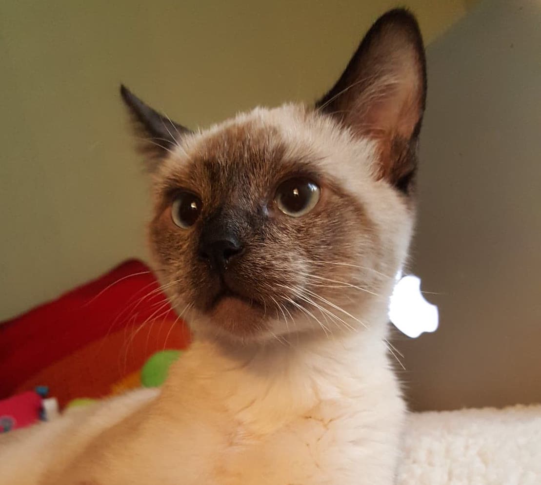 your stories PetSmart Charities